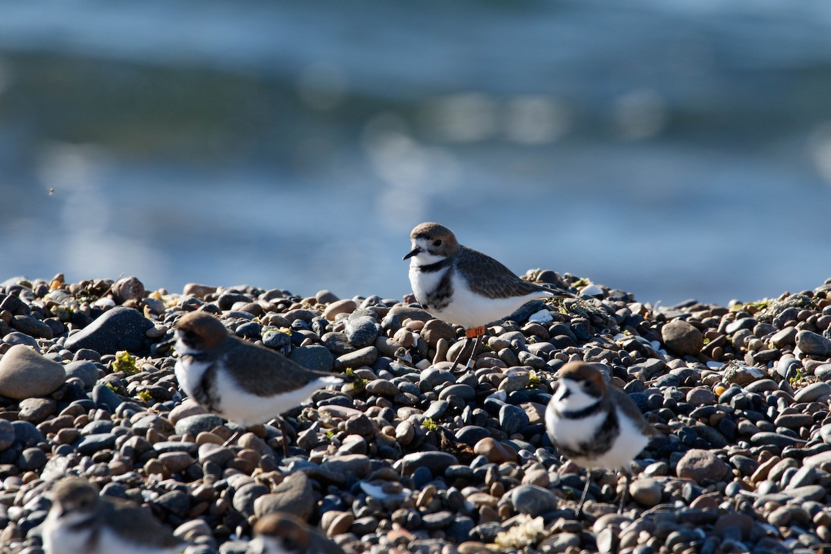 Two-banded Plover - ML105212971