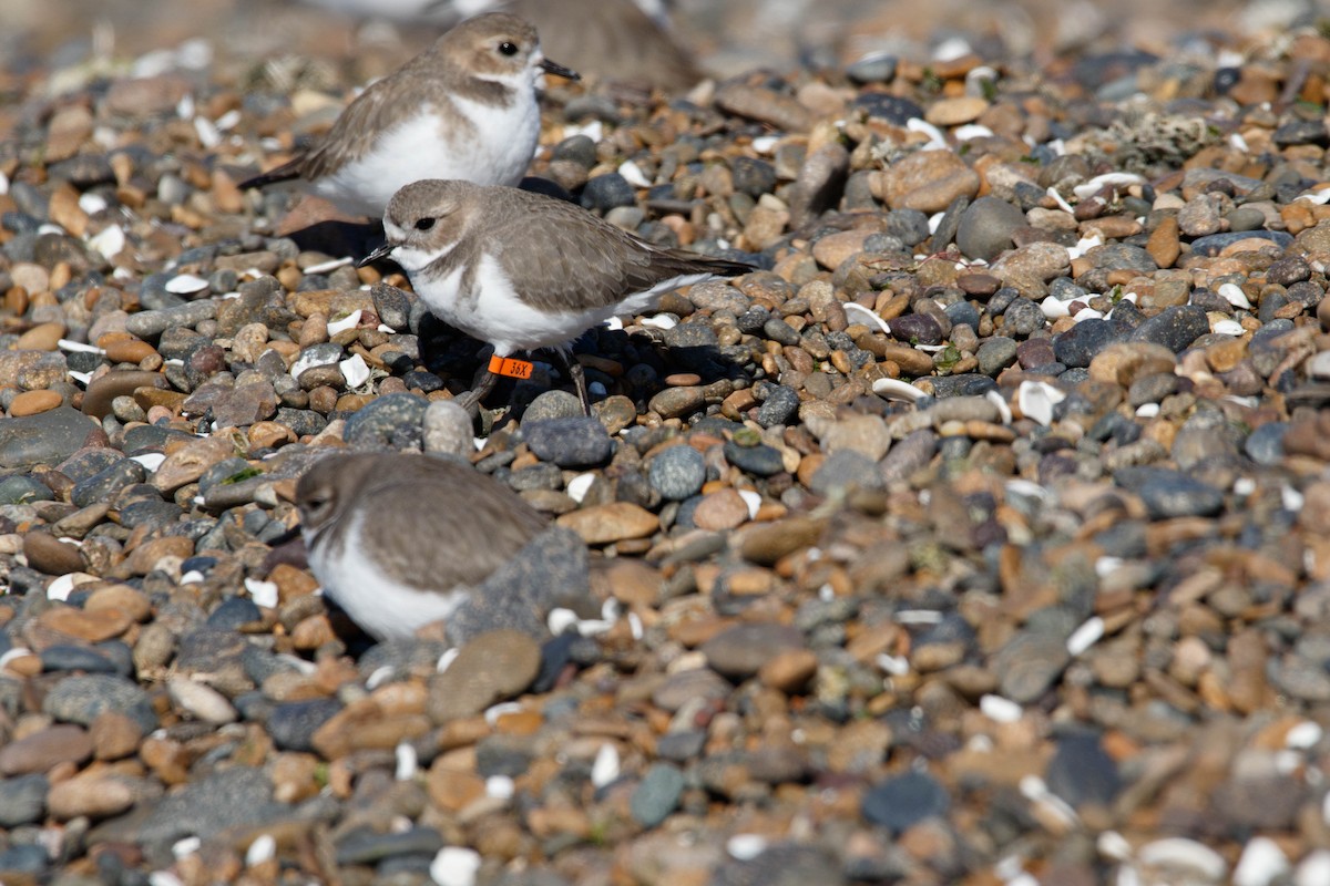 Two-banded Plover - ML105212981
