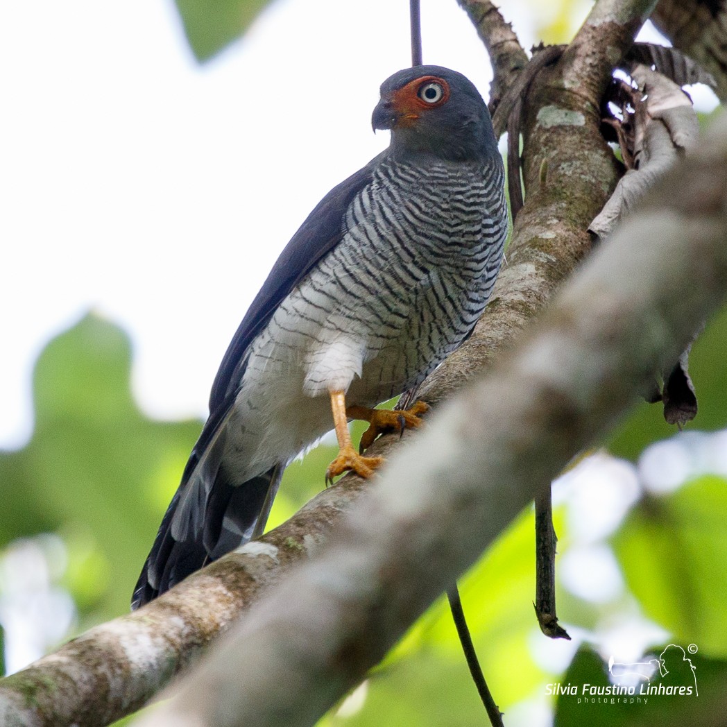 Lined Forest-Falcon - Silvia Faustino Linhares