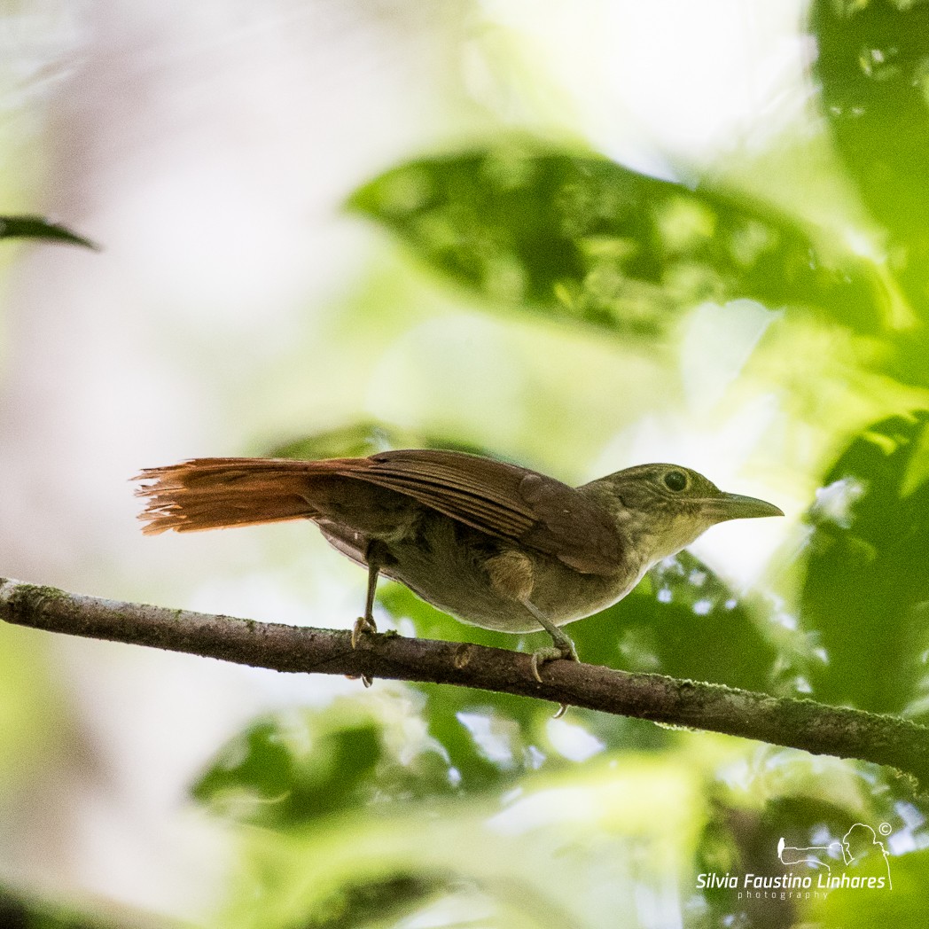 Olive-backed Foliage-gleaner (Olive-capped) - Silvia Faustino Linhares