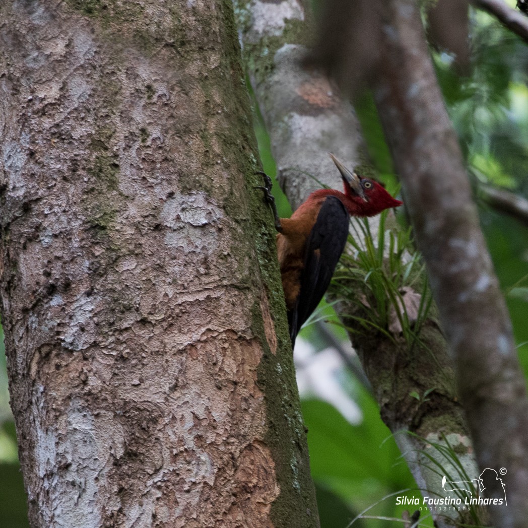 Red-necked Woodpecker - ML105213361