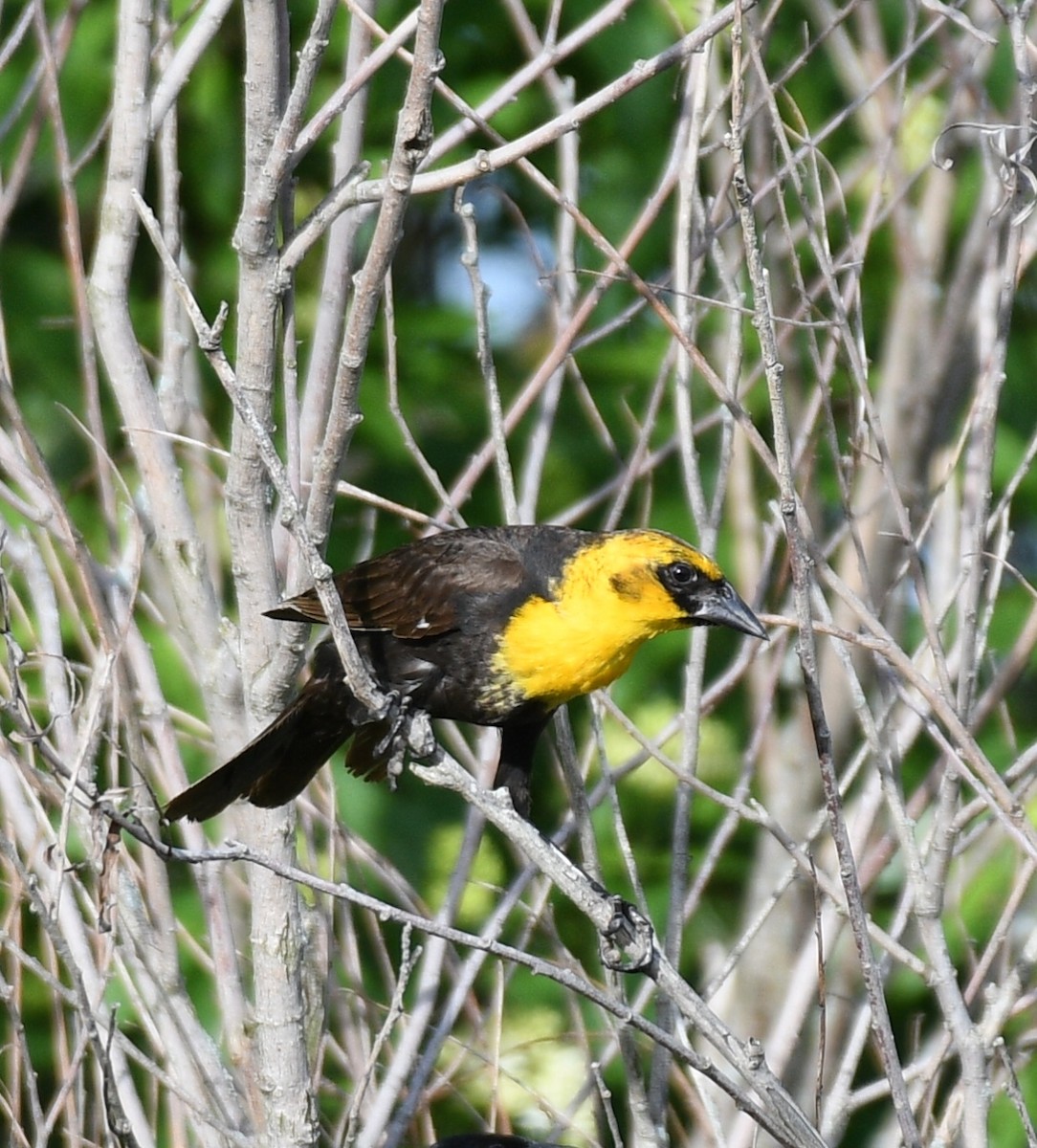 Yellow-headed Blackbird - Joe Wujcik