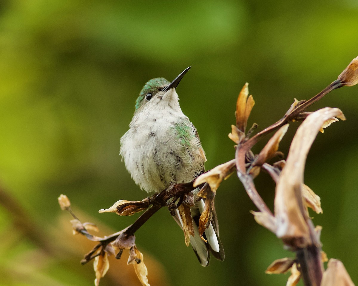 Stripe-tailed Hummingbird - Doug Cooper