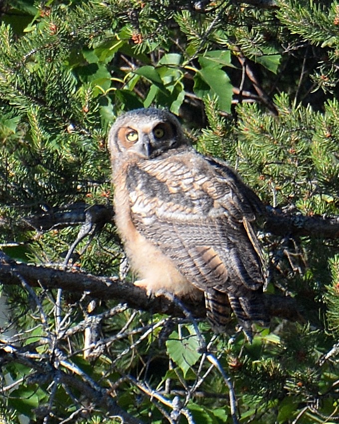 Great Horned Owl - ML105218181