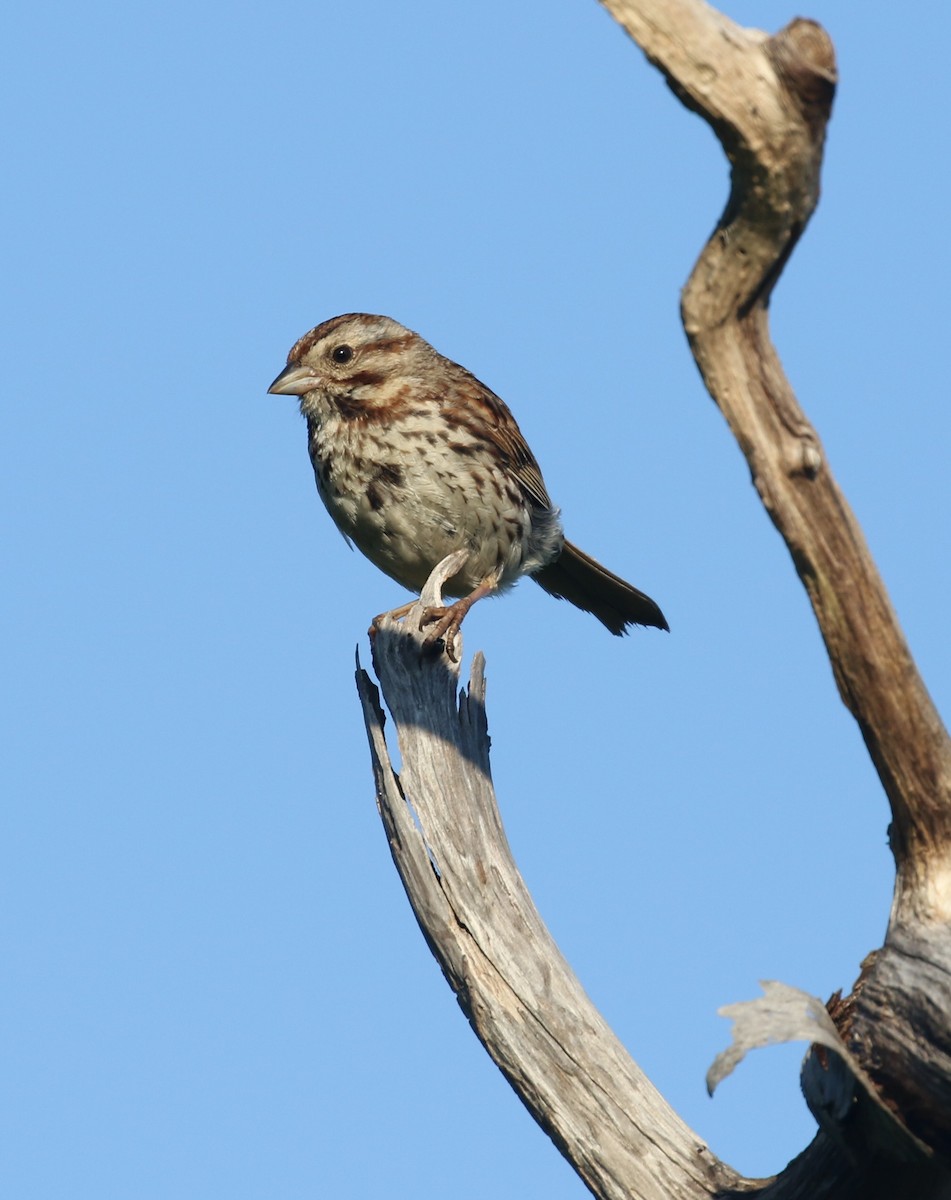 Song Sparrow - Richard Armerding