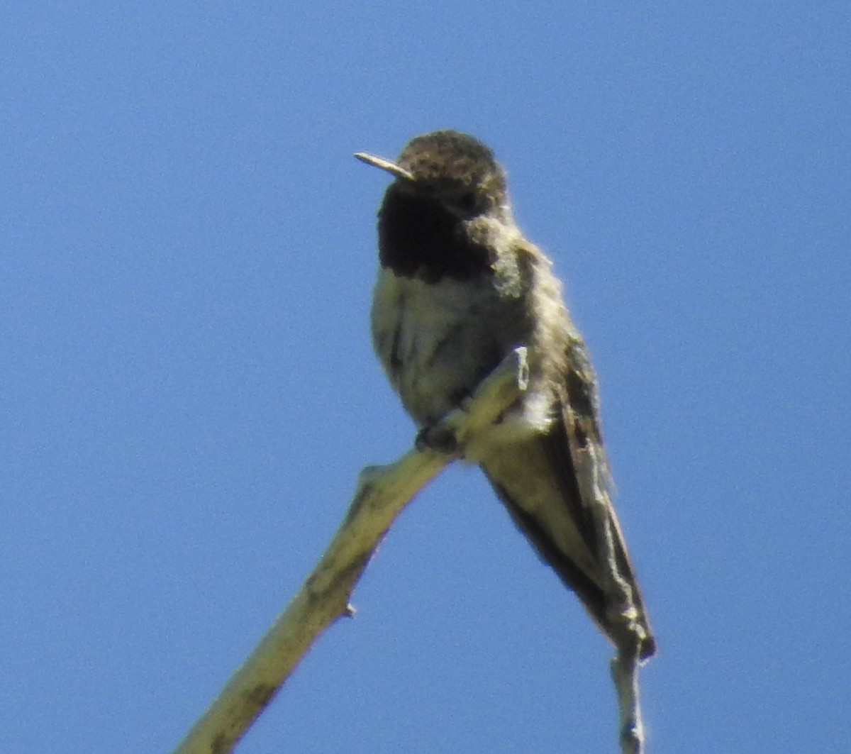 Broad-tailed Hummingbird - ML105222591
