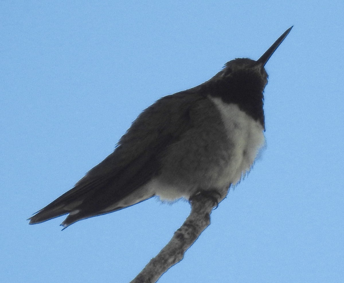 Broad-tailed Hummingbird - ML105222651