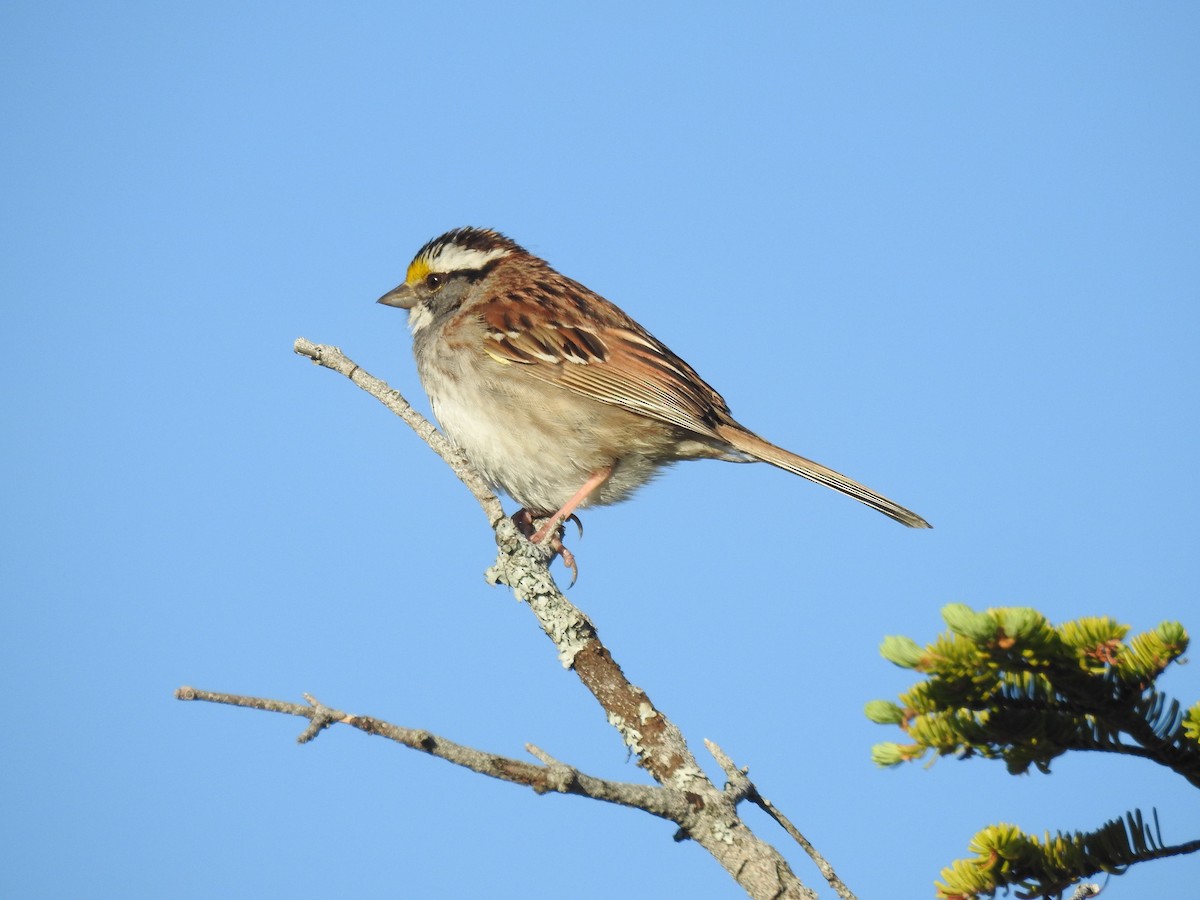 White-throated Sparrow - ML105224671