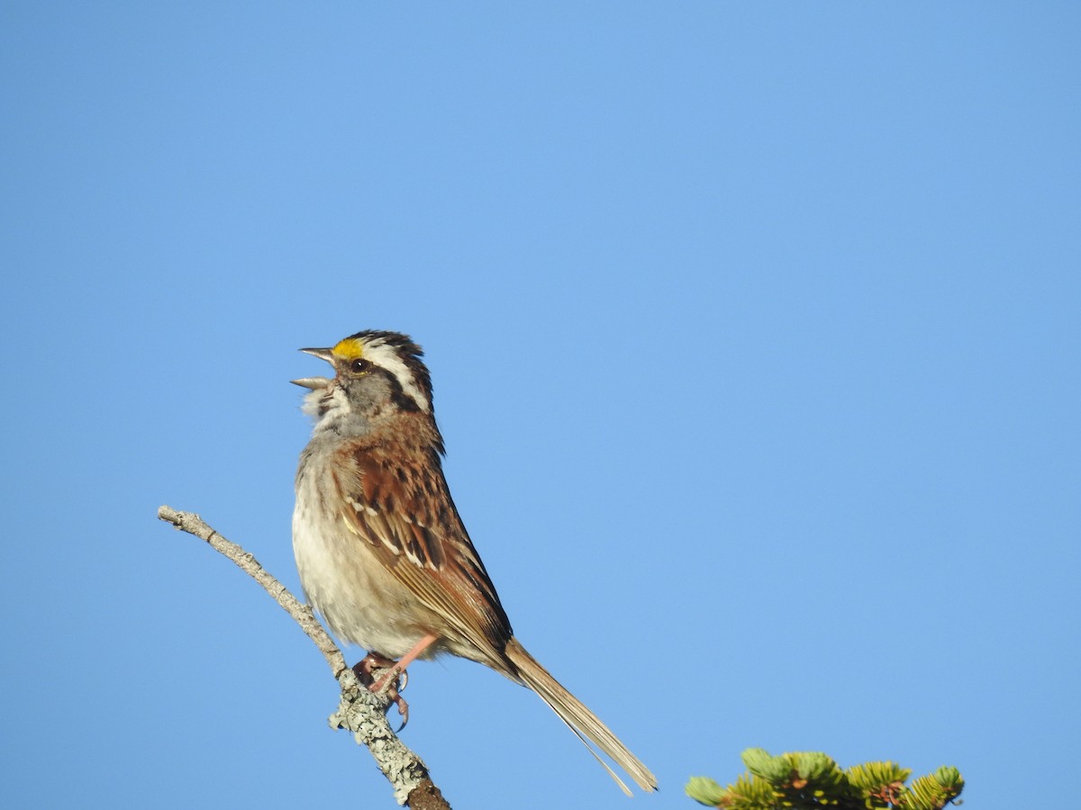 White-throated Sparrow - elwood bracey