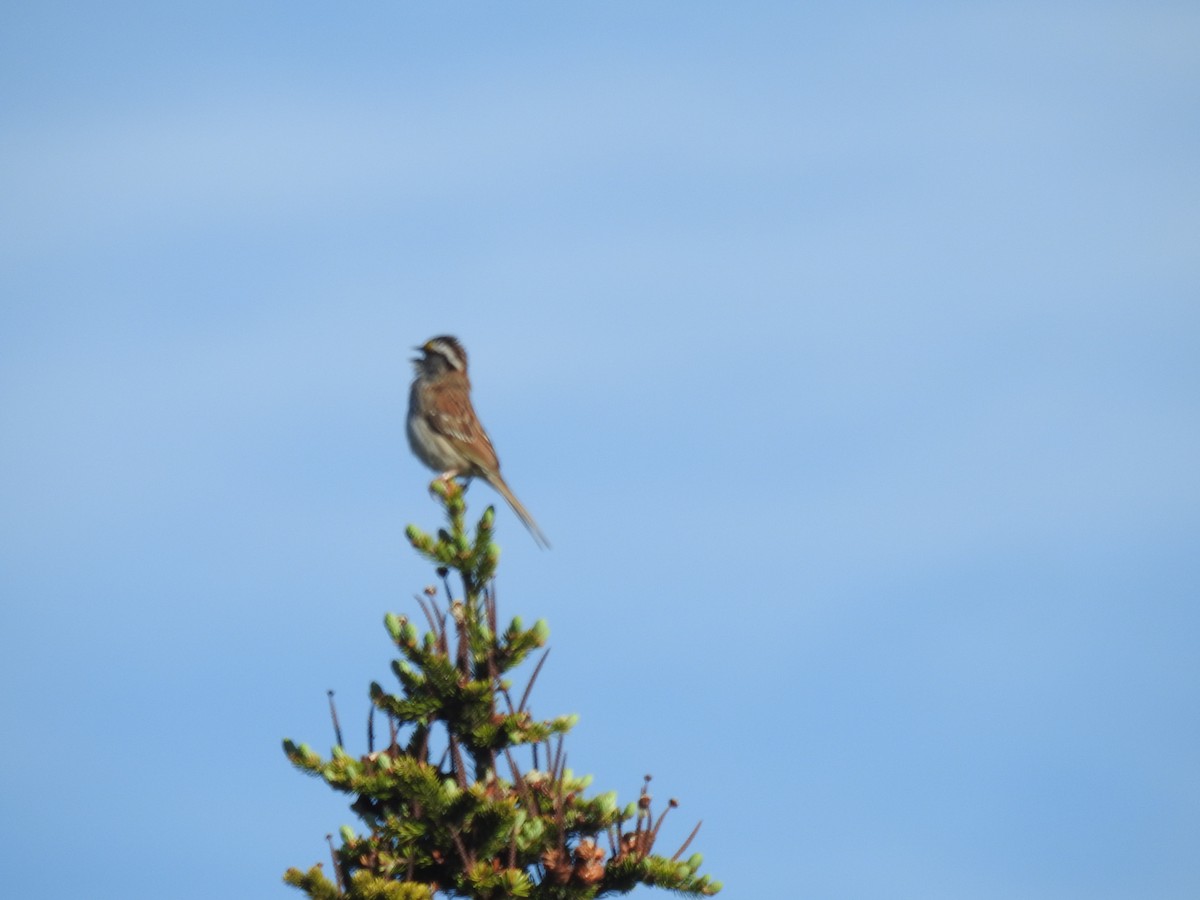 White-throated Sparrow - ML105224721