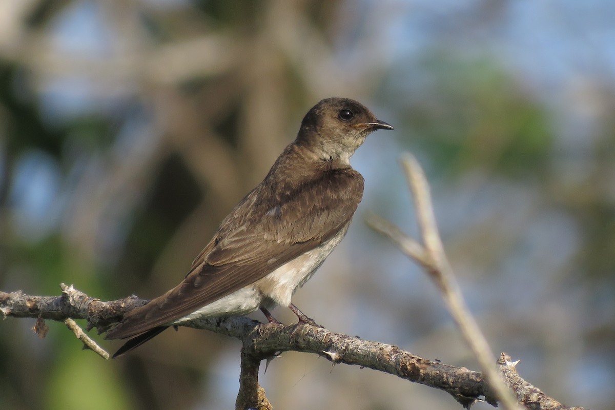 Northern Rough-winged Swallow - William Legge