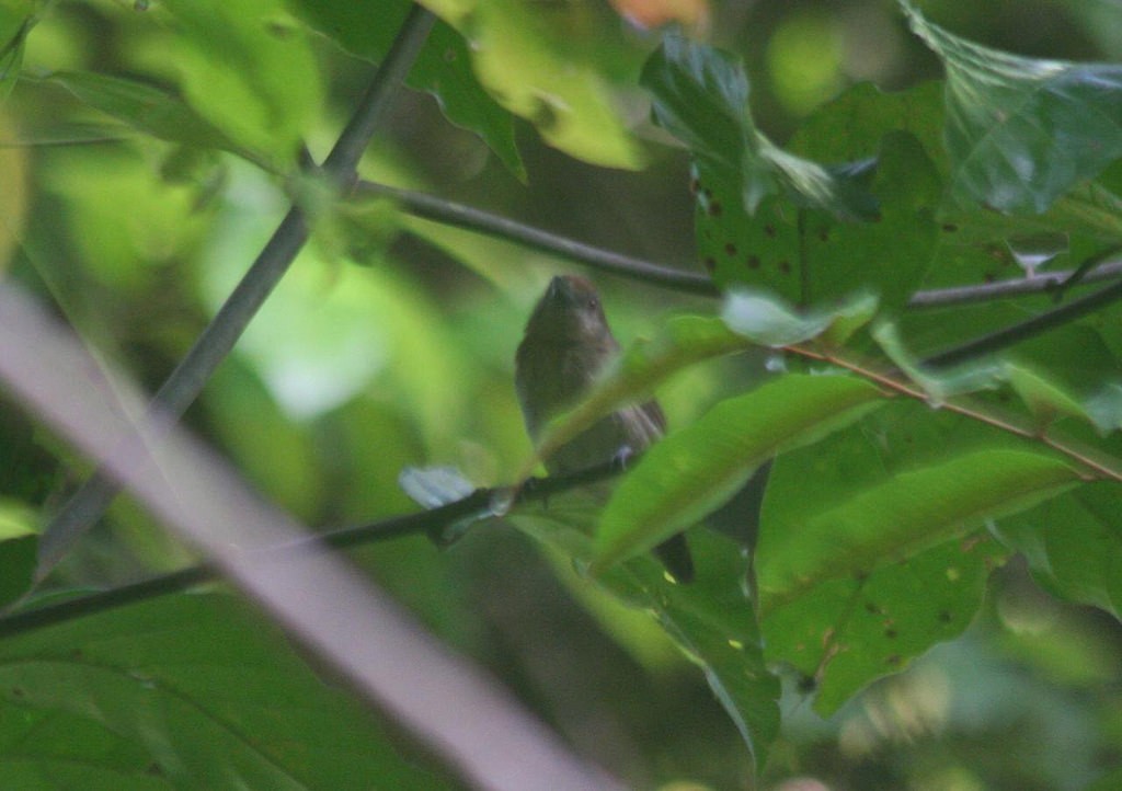 Tawny-crowned Greenlet - ML105232491