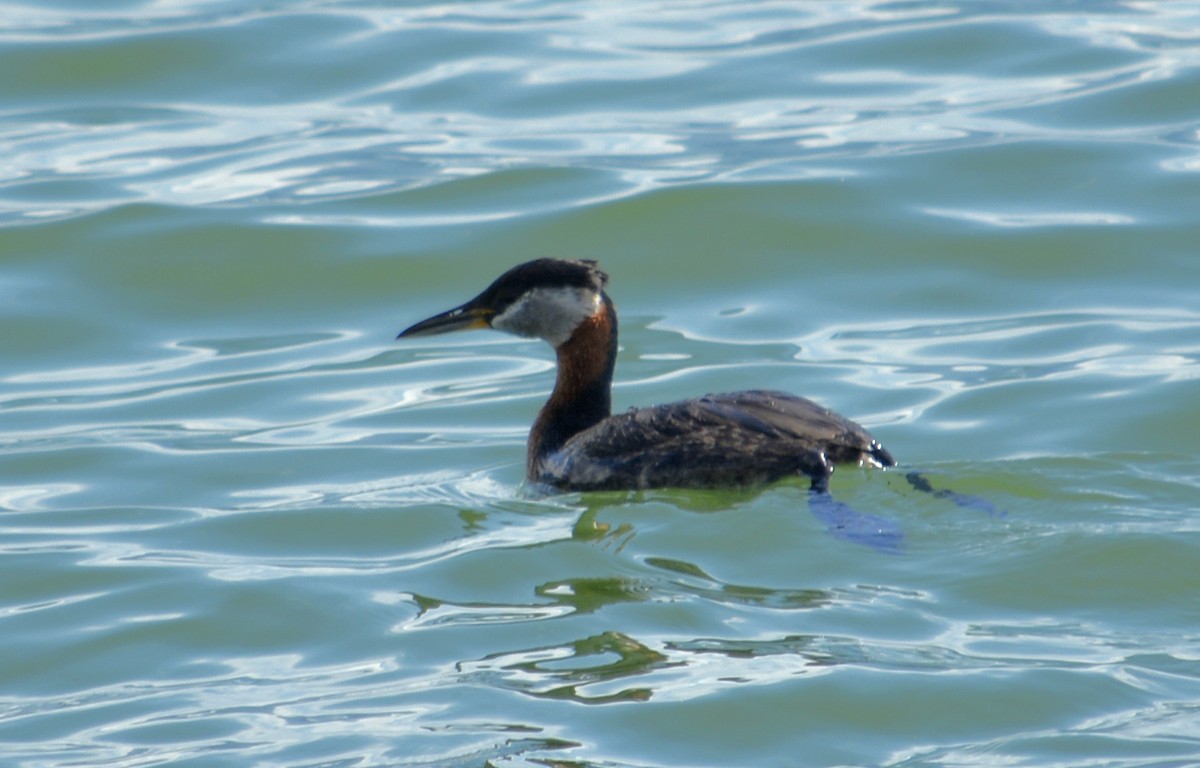 Red-necked Grebe - Hal Robins