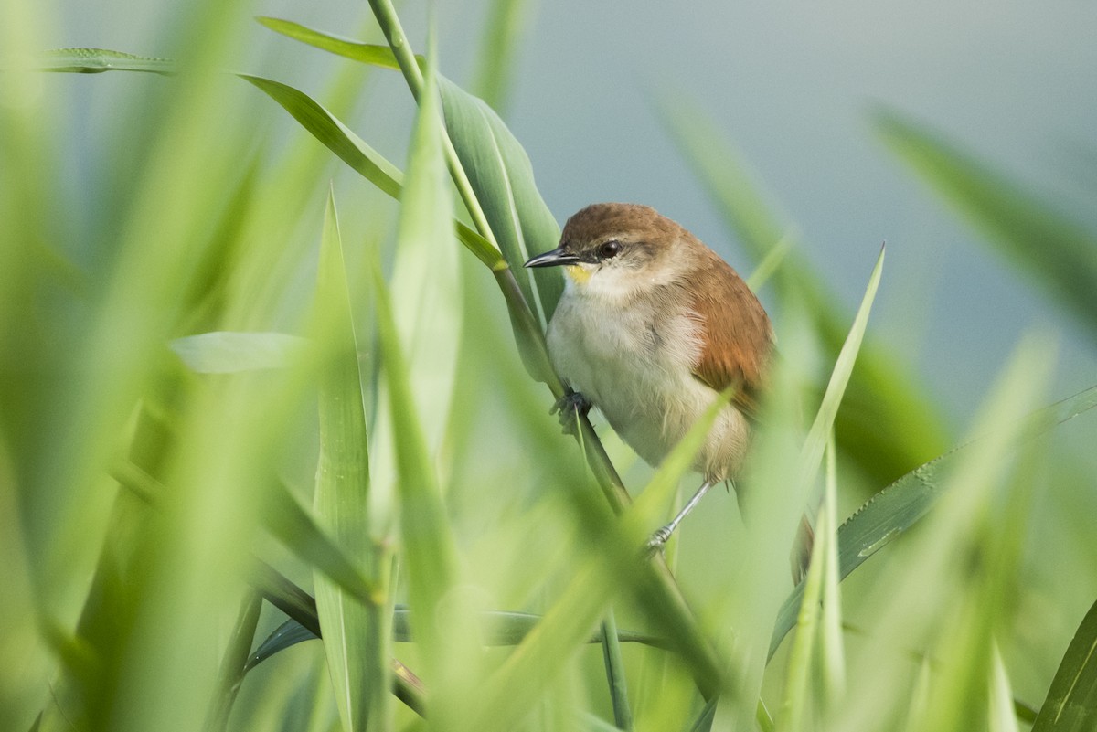 Yellow-chinned Spinetail - ML105232801