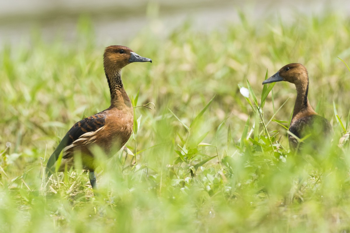 Fulvous Whistling-Duck - ML105233171