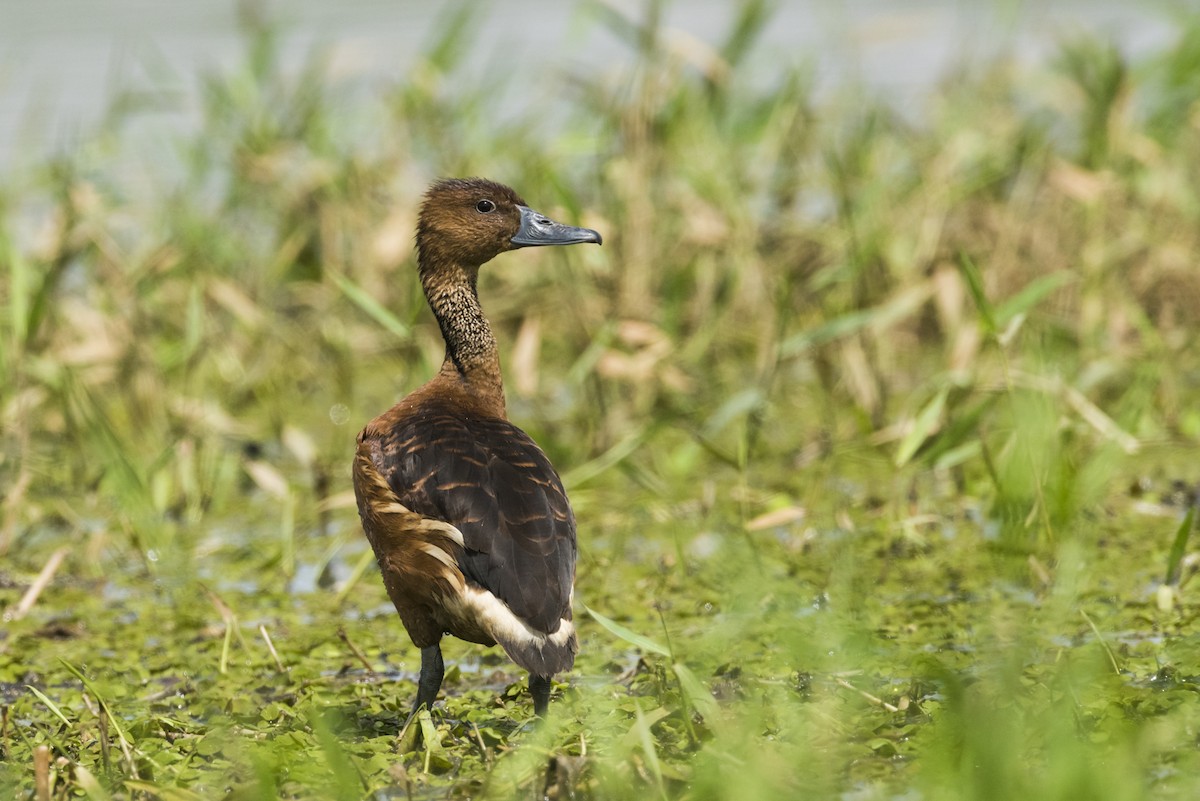 Fulvous Whistling-Duck - ML105233181
