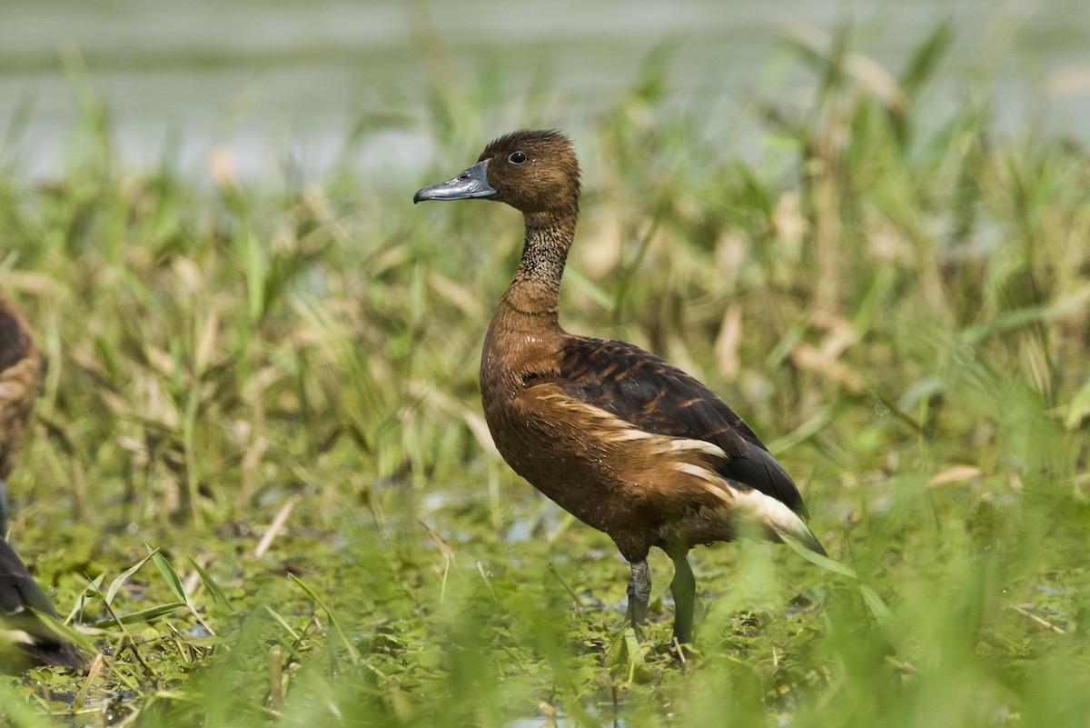 Fulvous Whistling-Duck - ML105233201