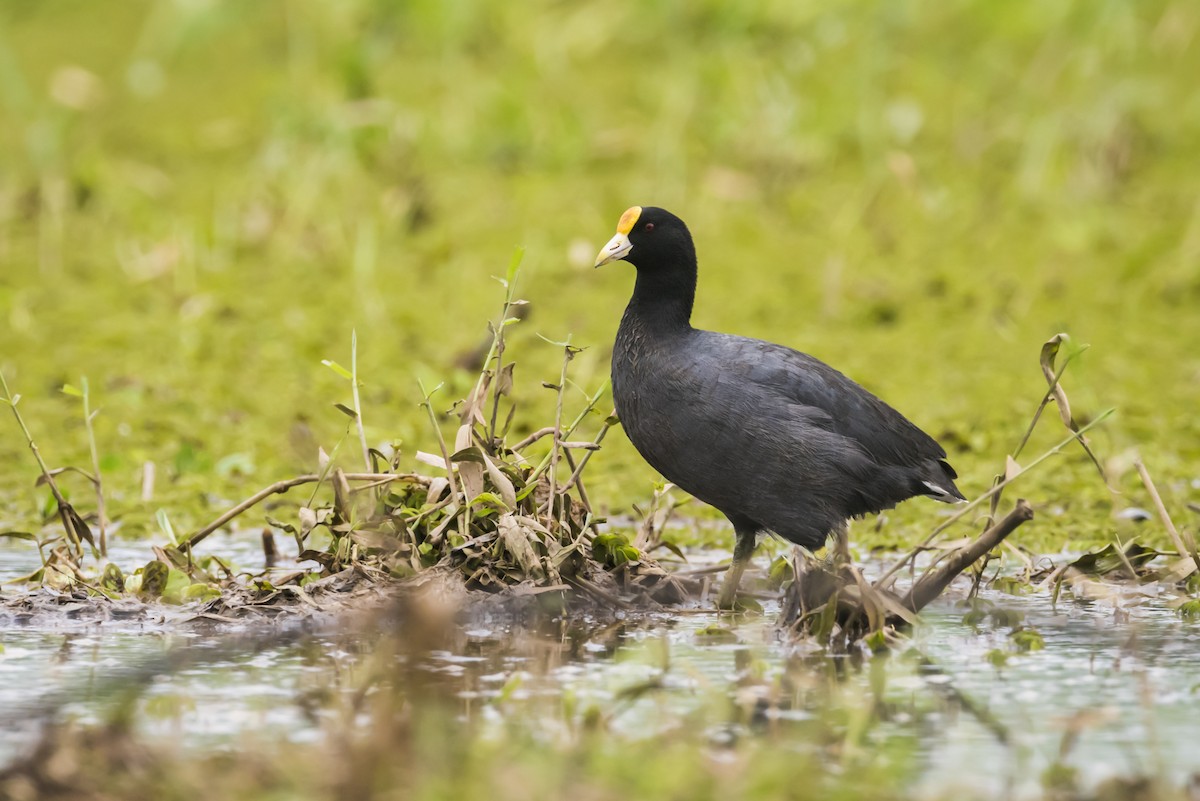 White-winged Coot - ML105233411