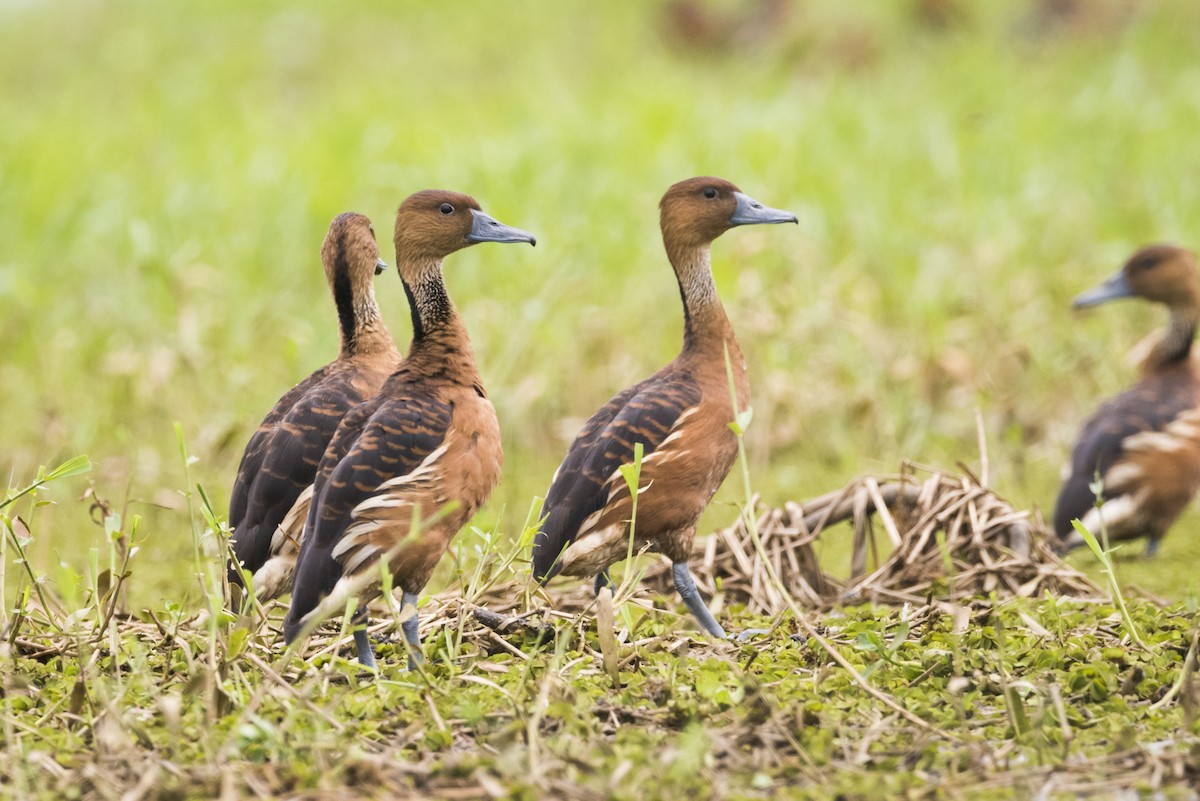 Fulvous Whistling-Duck - ML105233441