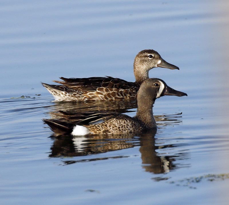 Blue-winged Teal - Cathy Sheeter