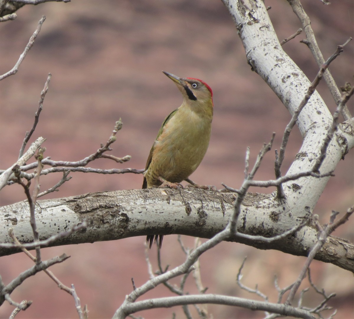 Levaillant's Woodpecker - Kevin Schwartz