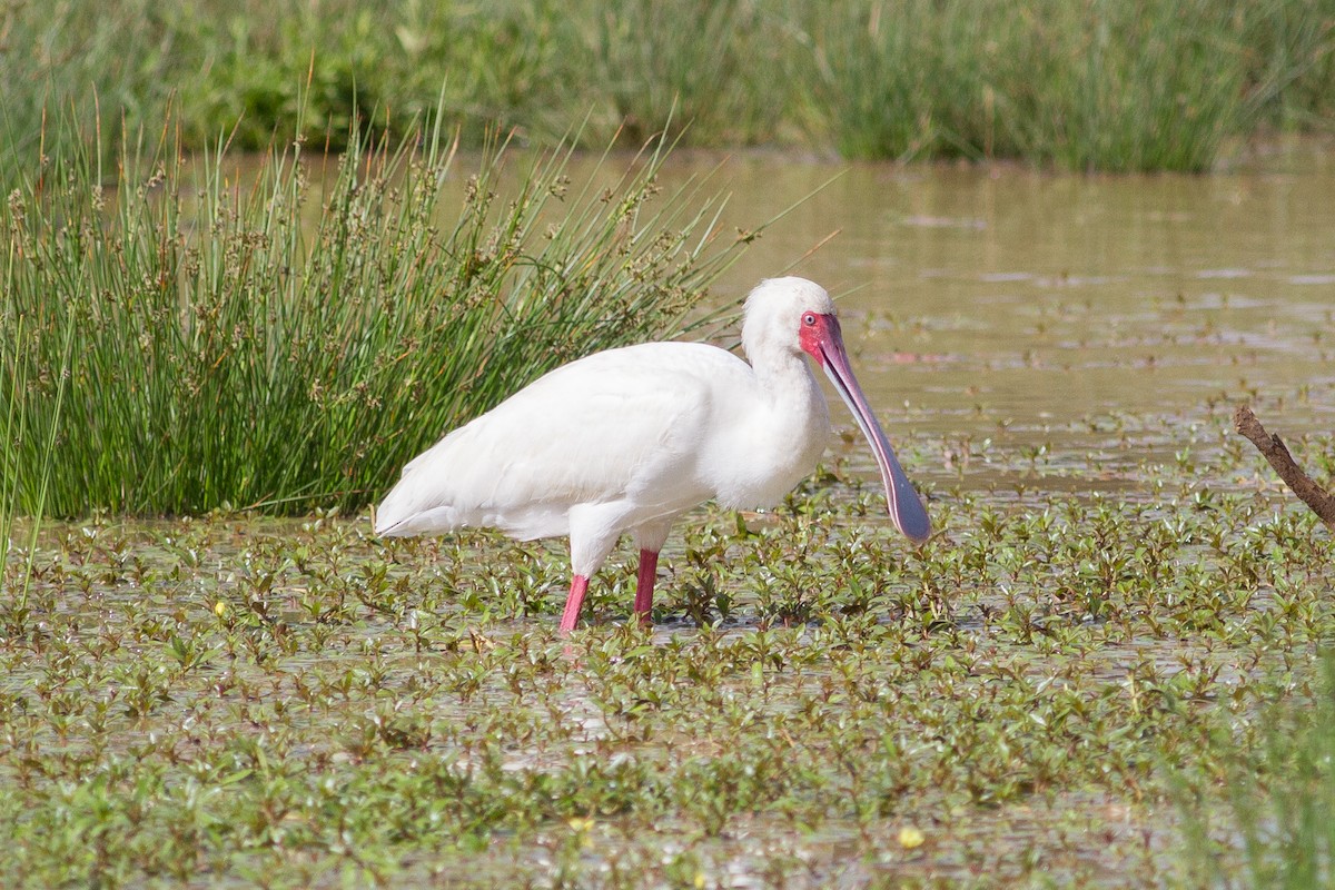 African Spoonbill - Chris Sayers