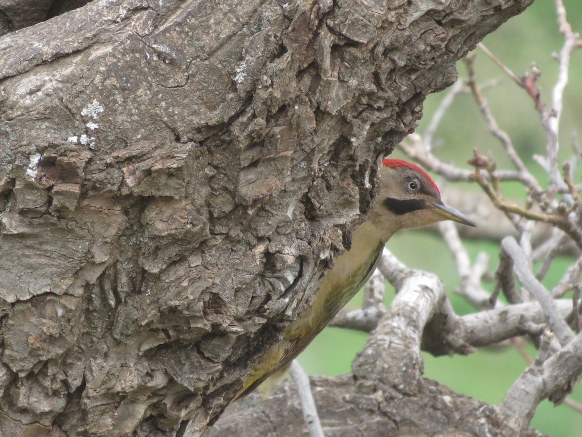Levaillant's Woodpecker - ML105235831