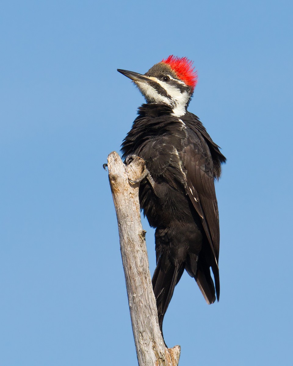 Pileated Woodpecker - Darlene Friedman