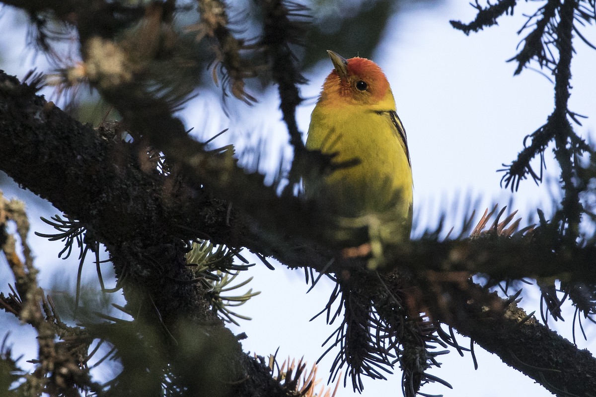 Western Tanager - ML105240221
