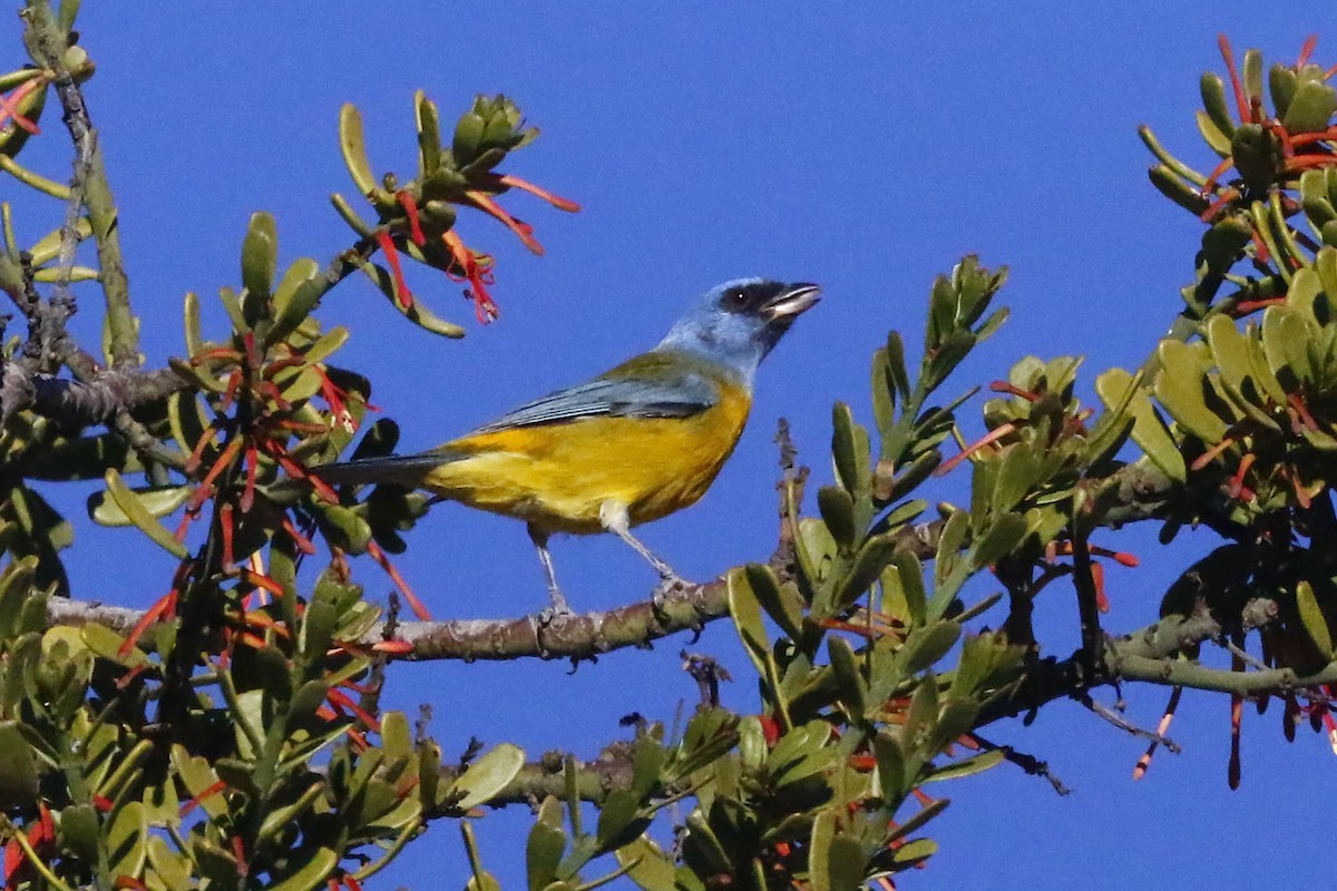 Blue-and-yellow Tanager - ML105240271