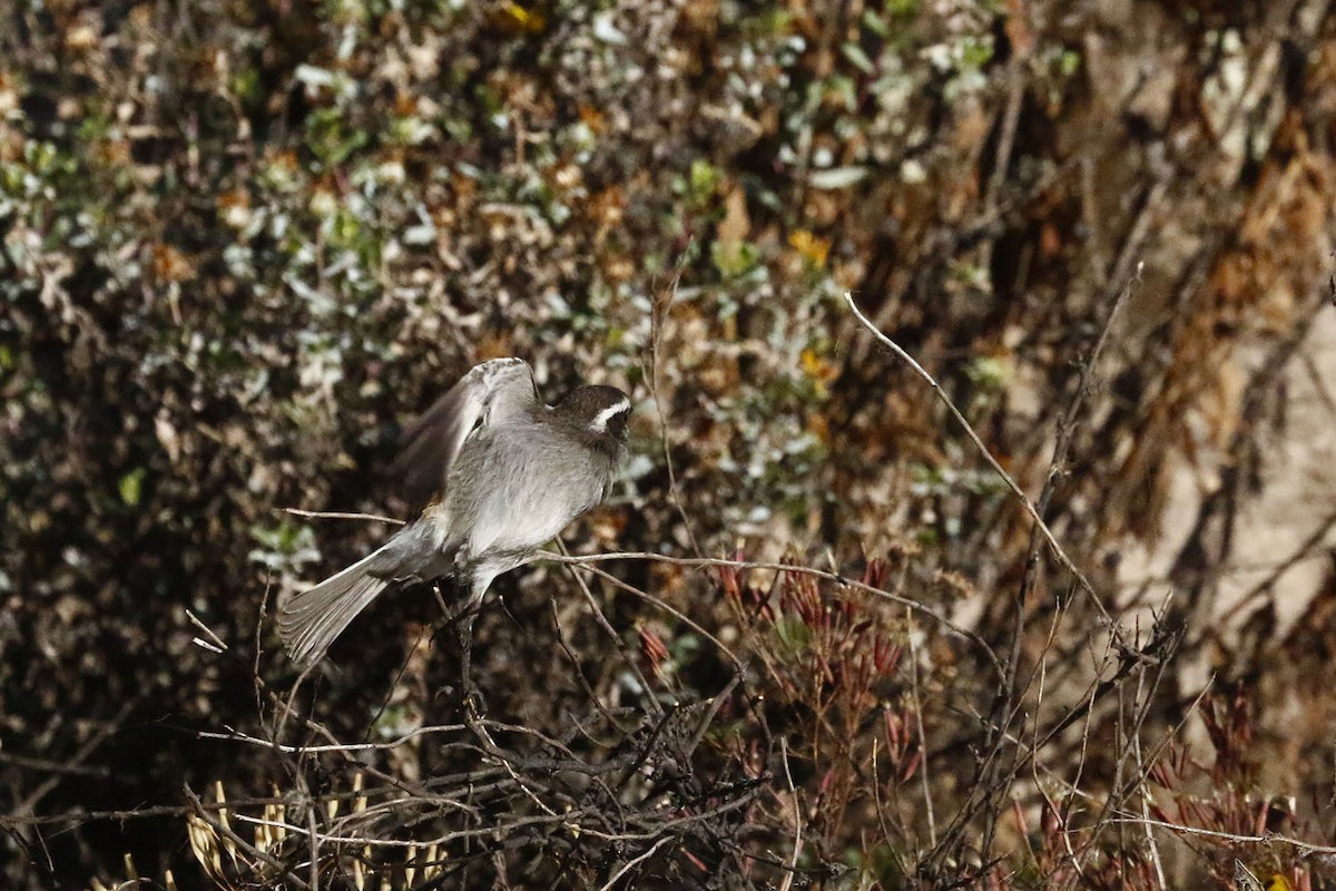 White-browed Chat-Tyrant - ML105240651