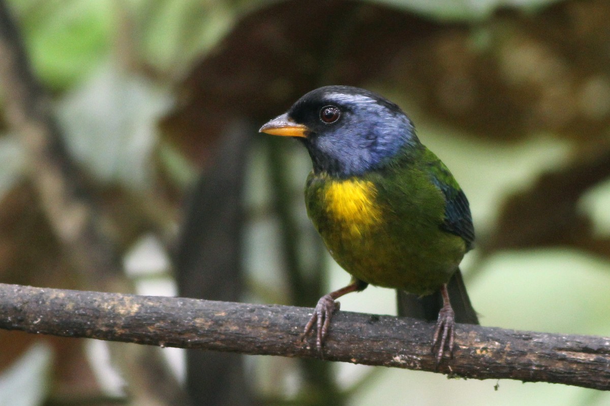 Moss-backed Tanager - Scott Olmstead