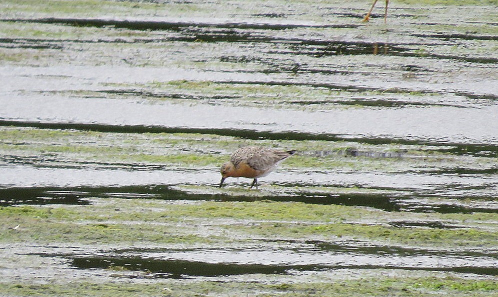 Red Knot - ML105244771