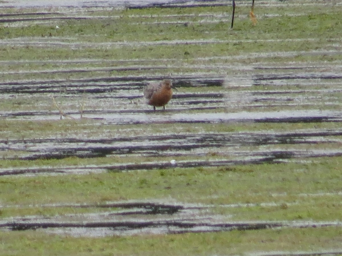 Red Knot - ML105246771