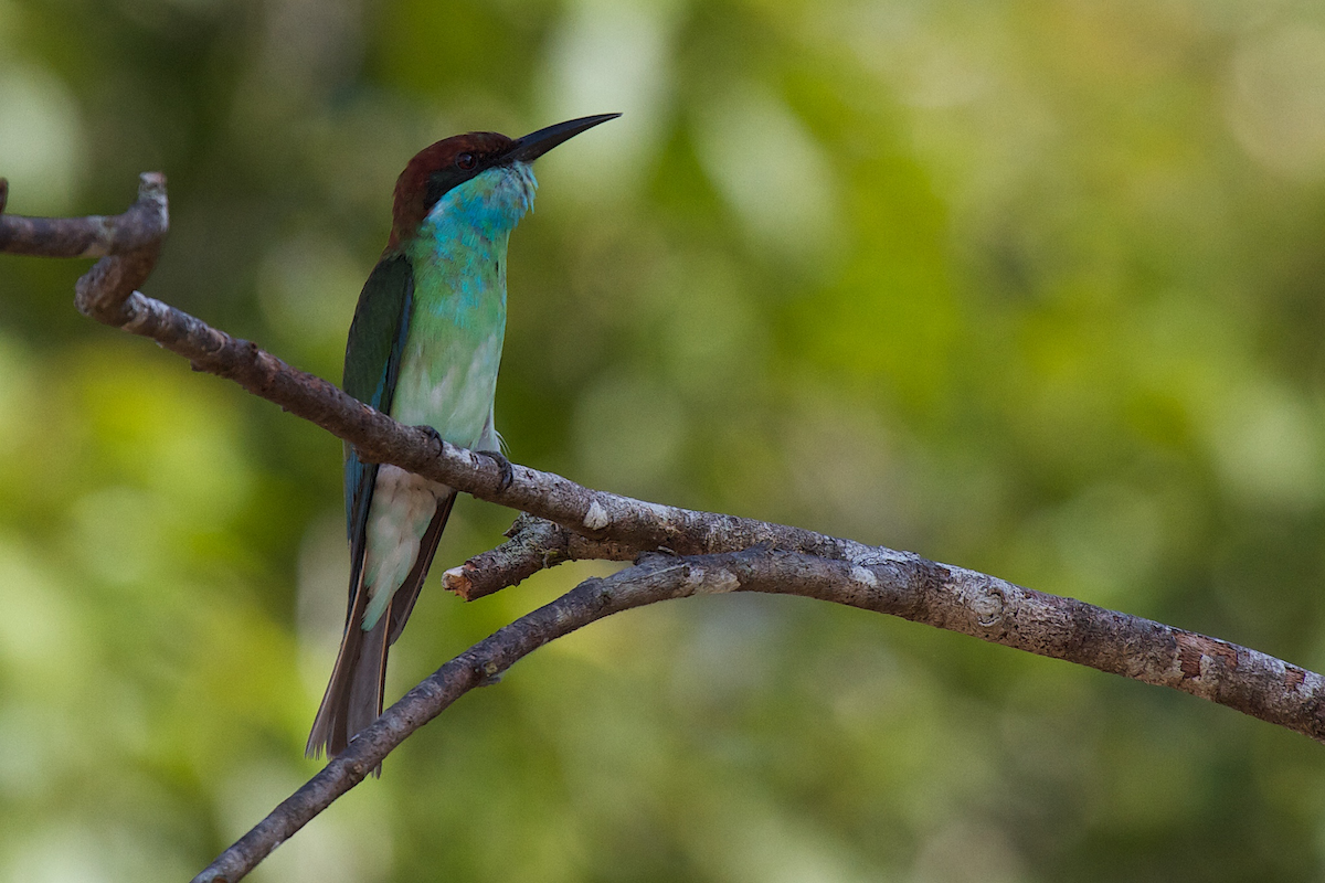 Blue-throated Bee-eater - ML105249411