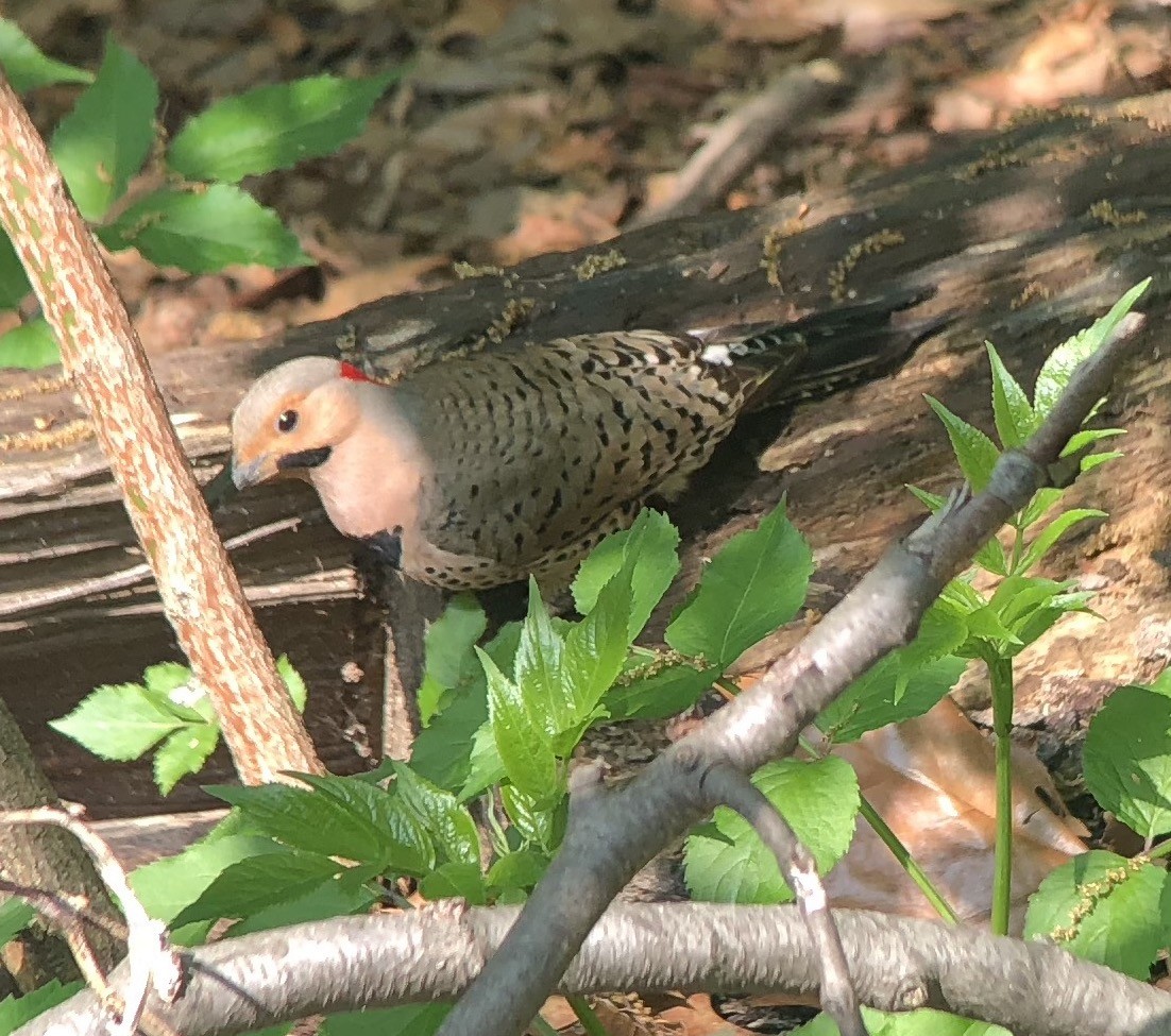 Northern Flicker (Yellow-shafted) - Bob Toleno