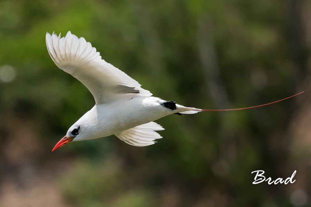 Red-tailed Tropicbird - ML105260541