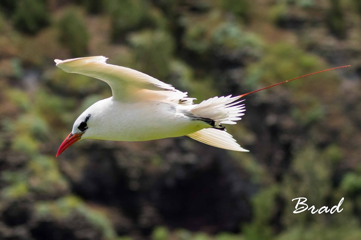 Red-tailed Tropicbird - ML105260581