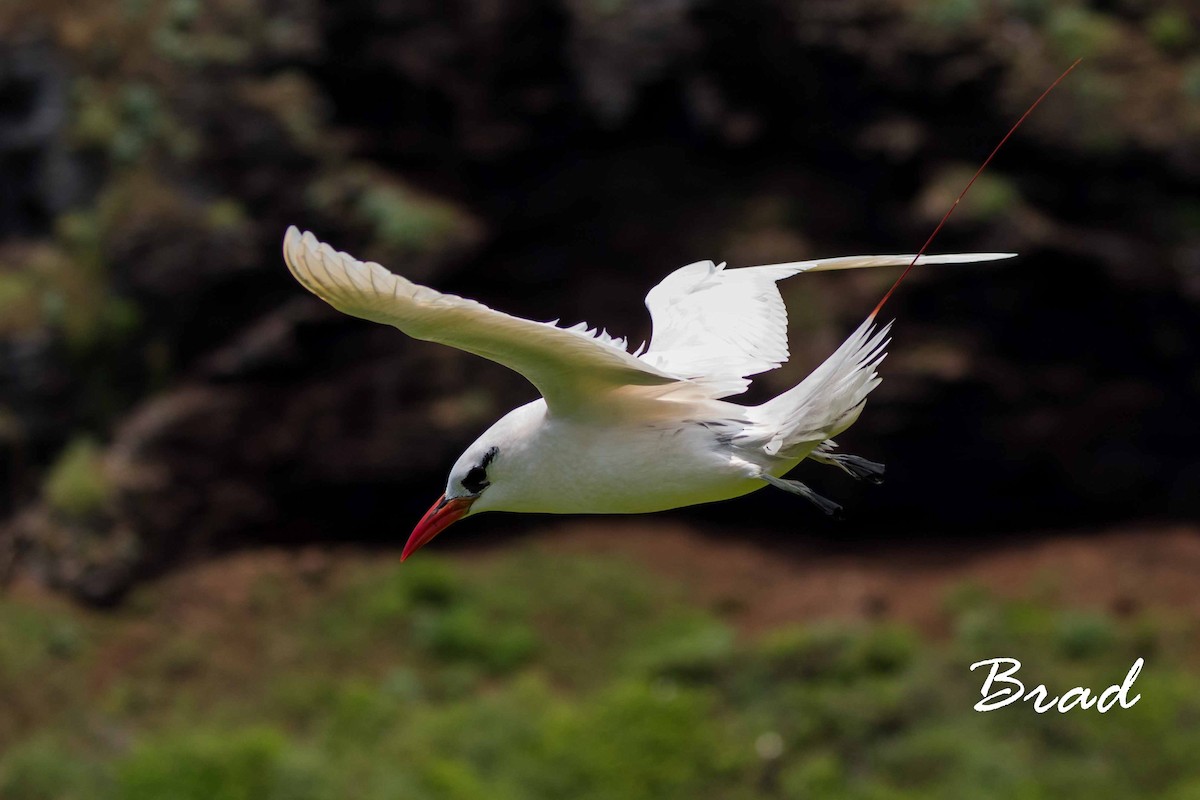 Red-tailed Tropicbird - ML105260591