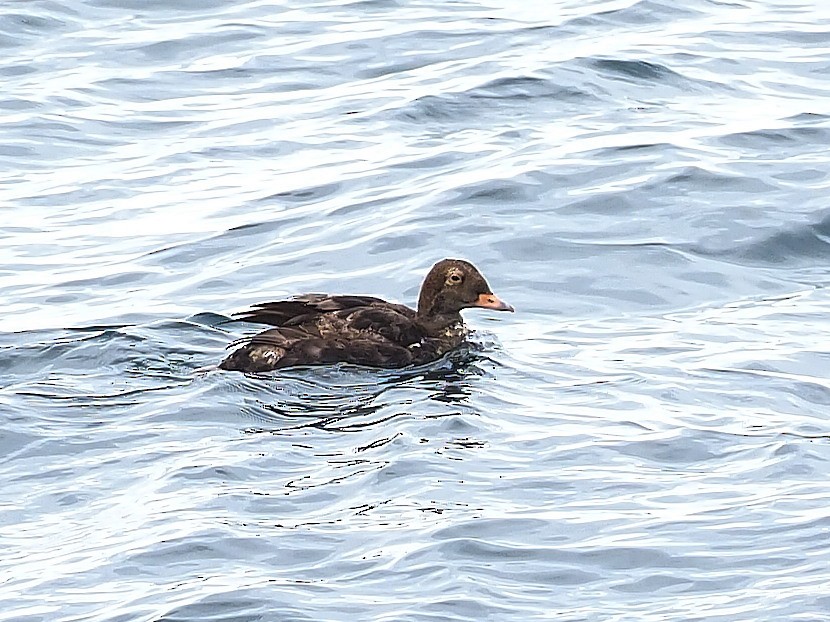 Spectacled Eider - Phil Chaon