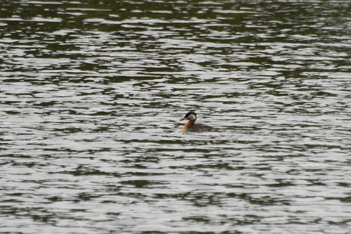 Red-necked Grebe - ML105265481