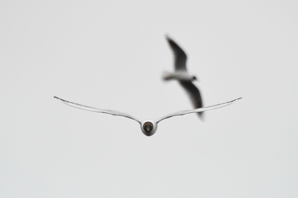 Black-headed Gull - Brett Sandercock