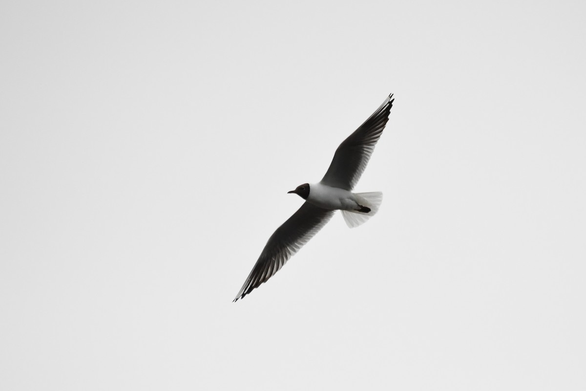 Mouette rieuse - ML105265511