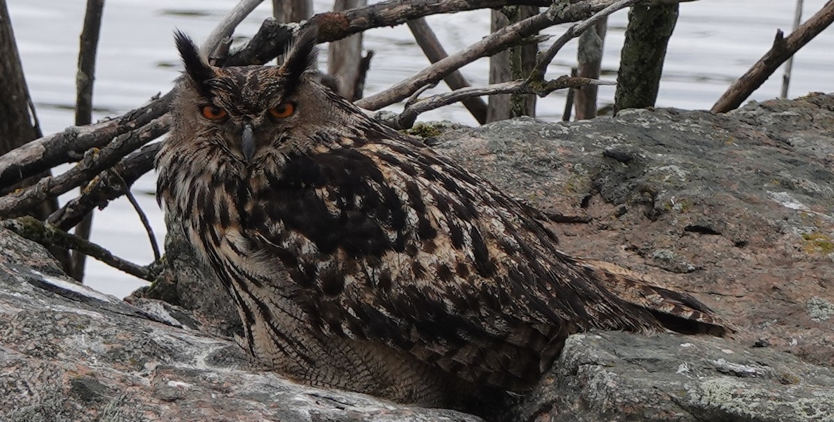 Eurasian Eagle-Owl - eero salo-oja