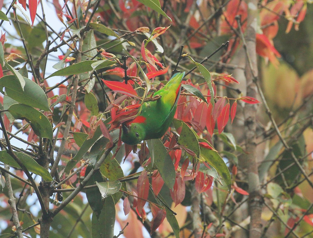 Blue-crowned Hanging-Parrot - ML105266091