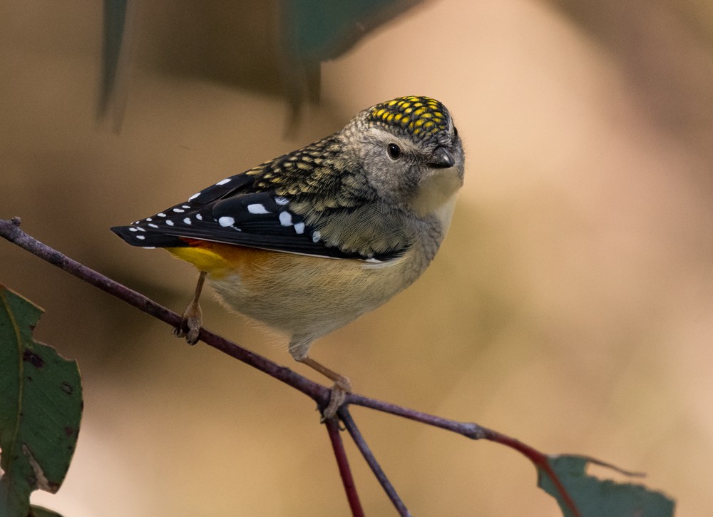 Spotted Pardalote - Matteo Grilli