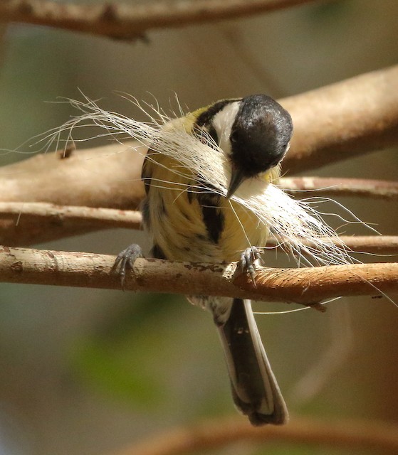 Adult gathering nest material. - Great Tit - 