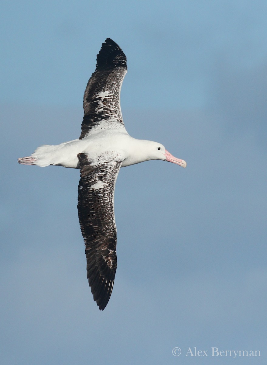 Southern Royal Albatross - Alex Berryman