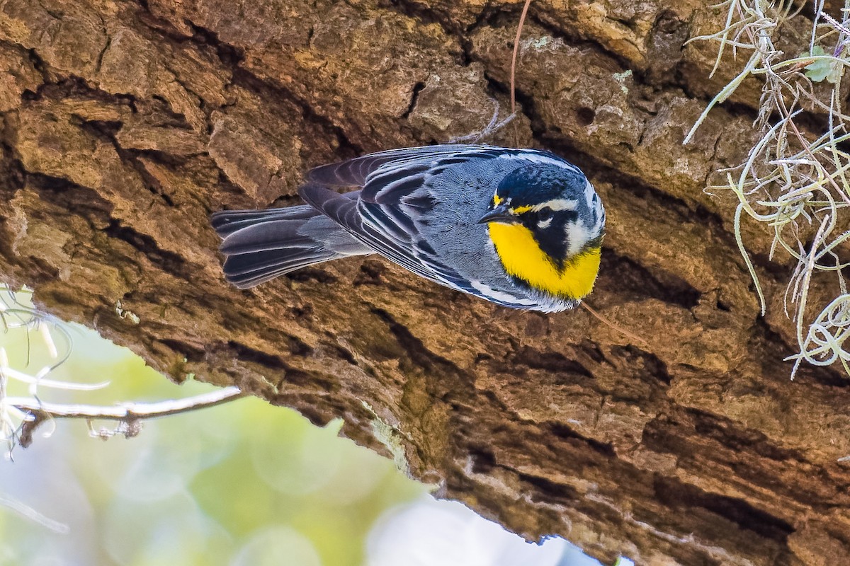 Yellow-throated Warbler - Don Danko