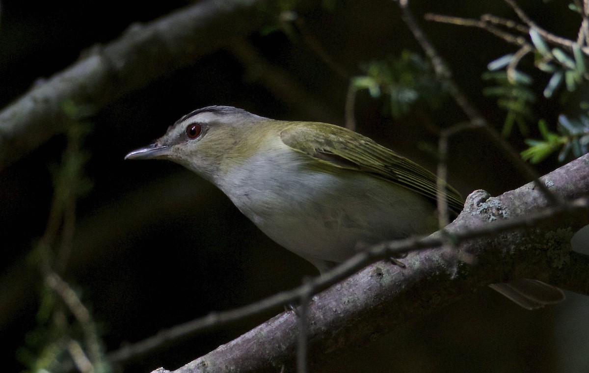 Red-eyed Vireo - Dave Allen
